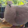 Hobby Burung Puter profil fotoğrafı