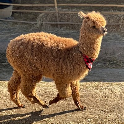 Tee's profile picture