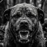 しゃべる犬 profil fotoğrafı