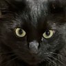 両手に猫。 profil fotoğrafı