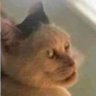 sc genton's profile picture