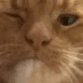 cat's profile picture