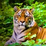 Osu neko profil fotoğrafı