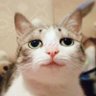玉米棒子🌽's profile picture
