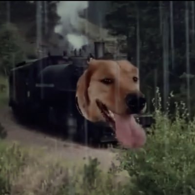 Rainy Train Dog Daily's profile picture