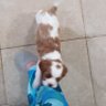 Brin profil fotoğrafı