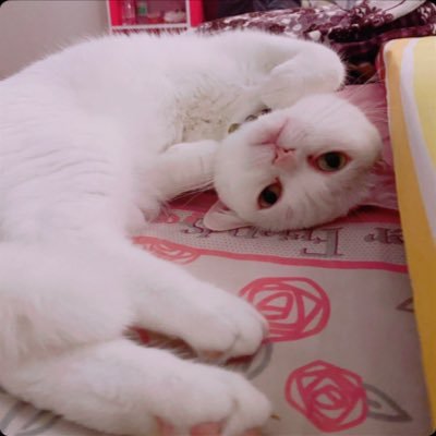 passonpoi's profile picture