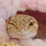 Calangaaa's profile picture