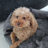 The_Poodle 的头像