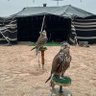 الخليج العربي's profile picture