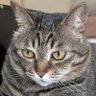 barry wenger's profile picture
