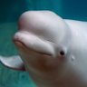 JusteunBeluga's profile picture