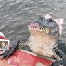 Profilbild von zaza 🐊