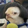 Profilbild von BoiGeorge