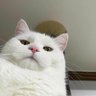Profilbild von JunkoAbe