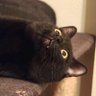 StuffKevSays's profile picture