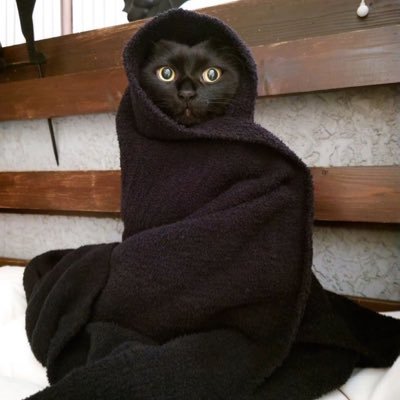 CatDance's profile picture