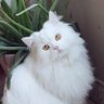 The cat's profile picture