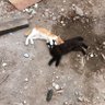 Amor profil fotoğrafı