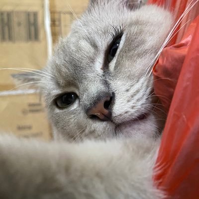 ࿔*shella𓏲*ੈ✩‧'s profile picture