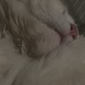 Фото профиля 🐾
