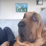 wazazinxd's profile picture