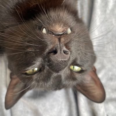 MI PRESIDENTE ES IVAN CEPEDA CASTRO🎀's profile picture