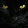 Echo In The Void profil fotoğrafı