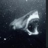 🇺🇸AF Jaws🦈 profil fotoğrafı