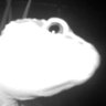 Ghost // Finn's profile picture