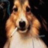 My name is Maisie I like diapers's profile picture