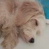 Edison's profile picture