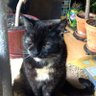 Puathecat profil fotoğrafı