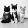 猫友の会_my_sobayu profil fotoğrafı