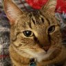 Фото профиля Exhausted Cat Dad