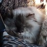 Profilbild von Cat