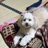 Teru profil fotoğrafı