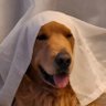 Profilbild von Diegolo