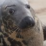 Profilbild von Sealbro