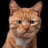 AnvarN profil fotoğrafı