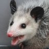 Profilbild von Dr Possum