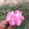 Priyanshu's profile picture