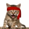 Profilbild von roaring semicon