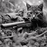 Фото профиля JustMeow