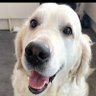 stuart critchley's profile picture