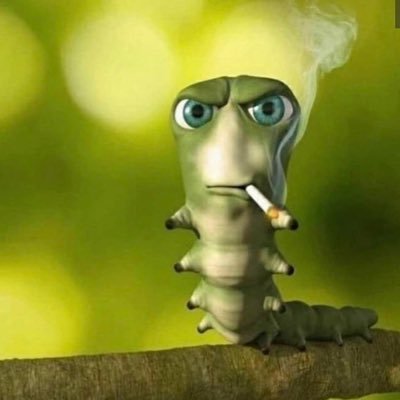 🪲 puceronnette 🪲's profile picture