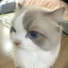 こやぴよ 的头像