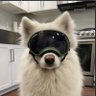 Steffen's profile picture