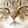 ねこあたまねこ 的头像