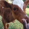 Kozeig's profile picture